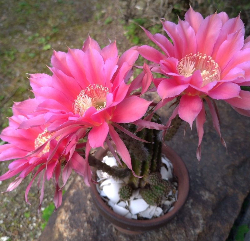 見られてラッキーだった サボテンの花が咲く Gen1 Blog